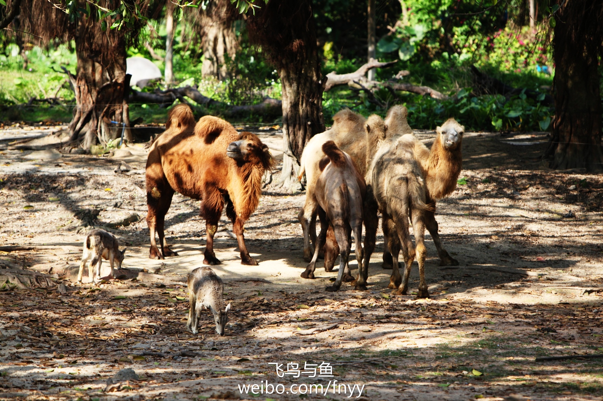 六叔公与生肖动物——以图片形式揭秘的神秘联系