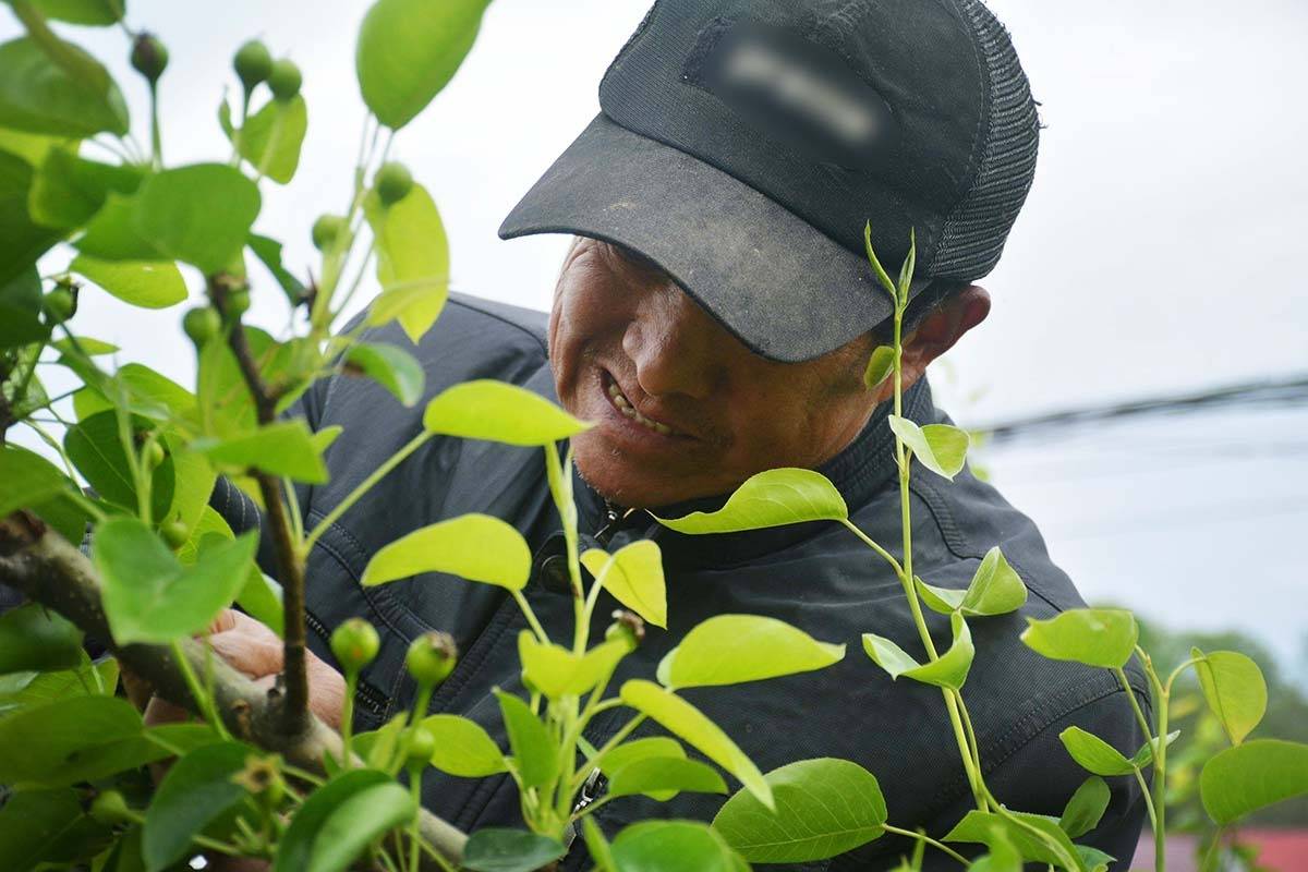 六叔公的种植时间，何时开合适？