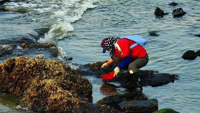 六叔赶海视频大全下载，探索海洋的乐趣与收获