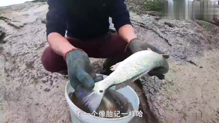 六叔赶海捡鱼视频集锦，海滨乐趣的生动记录