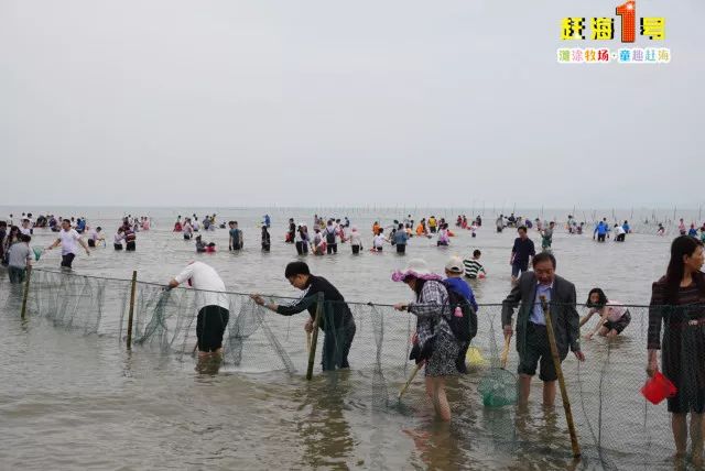 六叔赶海捡鱼视频完整记录，海滨乐趣与收获的完美结合