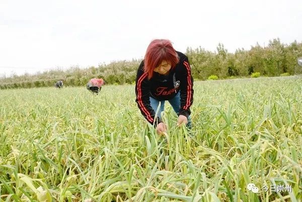 六叔的菜园子视频，绿色生活的生动展现