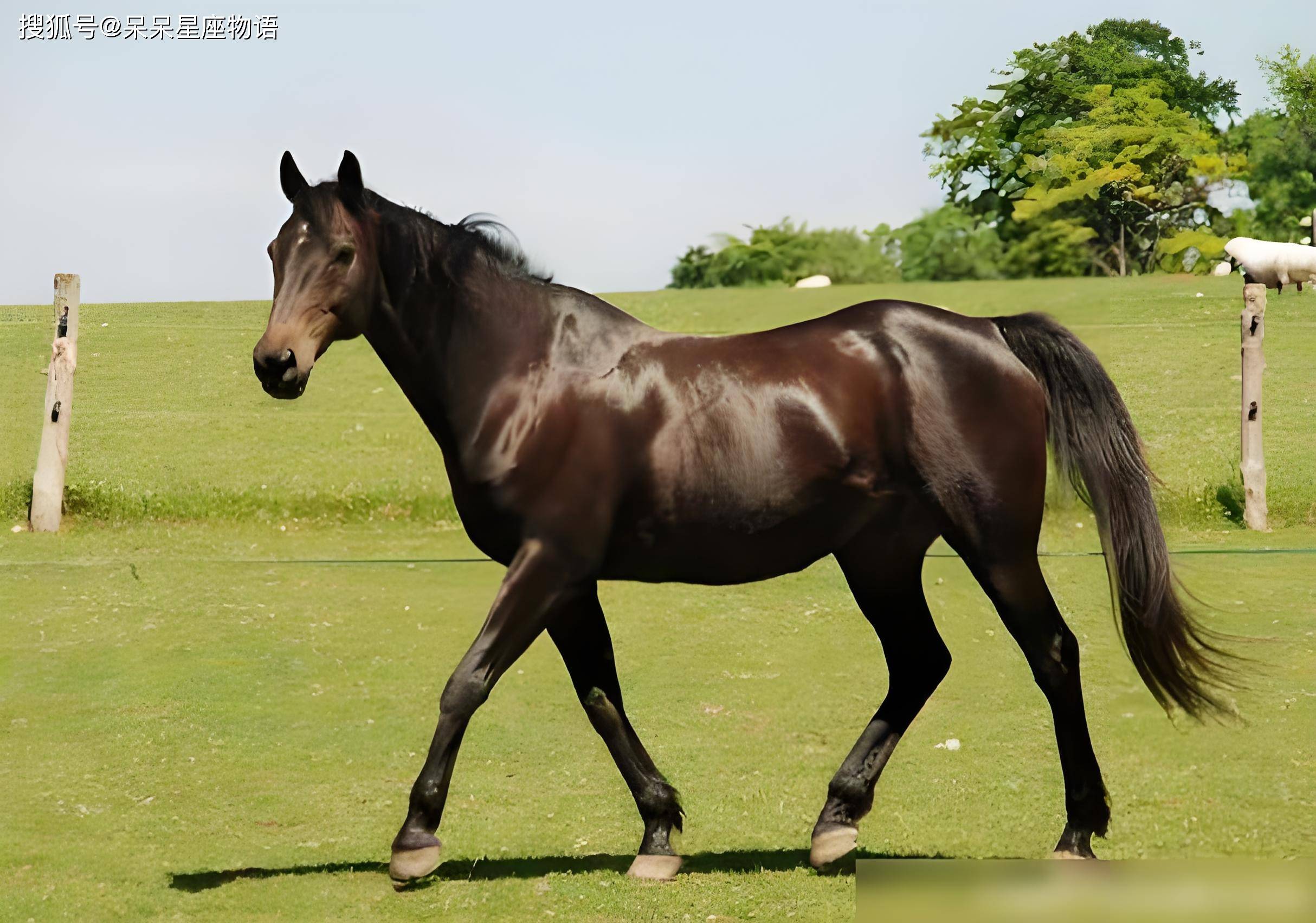 买马资料图2019,114期