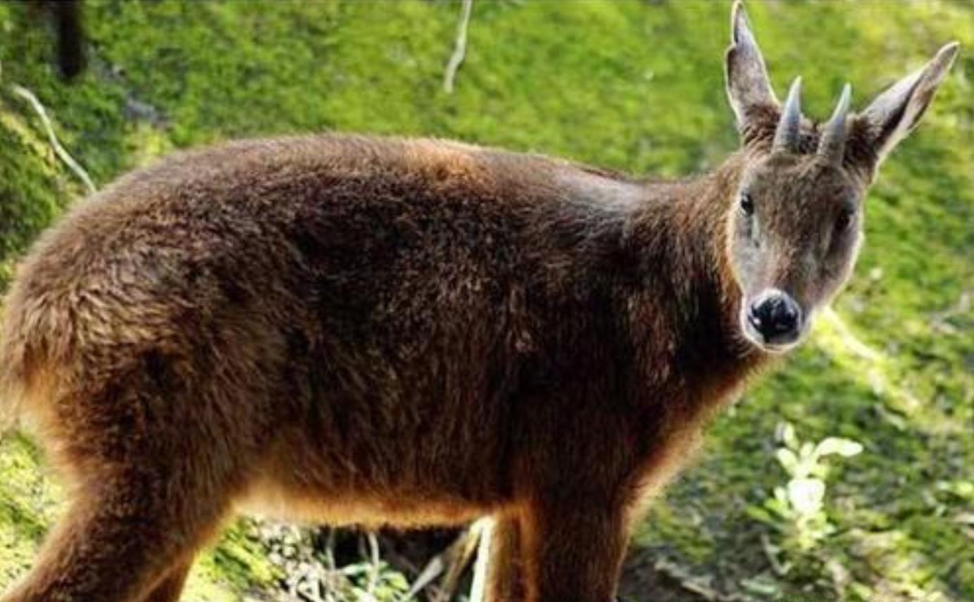 四不像图片大全真实—探索神秘生物的奇妙世界四不像图片大全大图